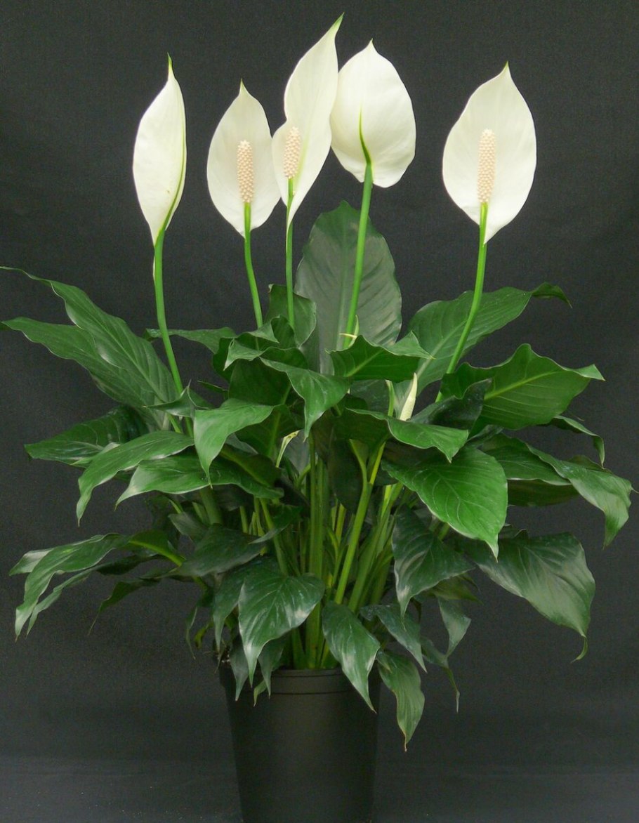 Спатифиллум геликониелистный (Spathiphyllum heliconiifolium)