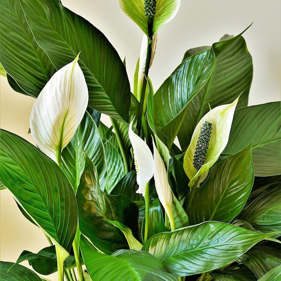 Спатифиллум Альба