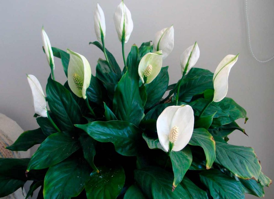 Anthurium andreanum цветок