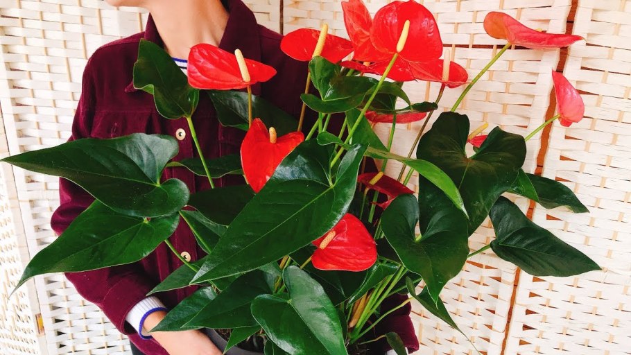 Спатифиллум обильноцветущий