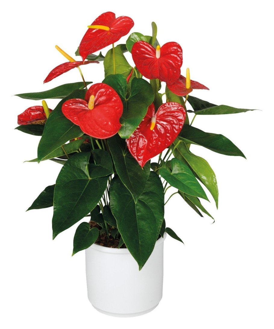 Спатифиллум и Антуриум