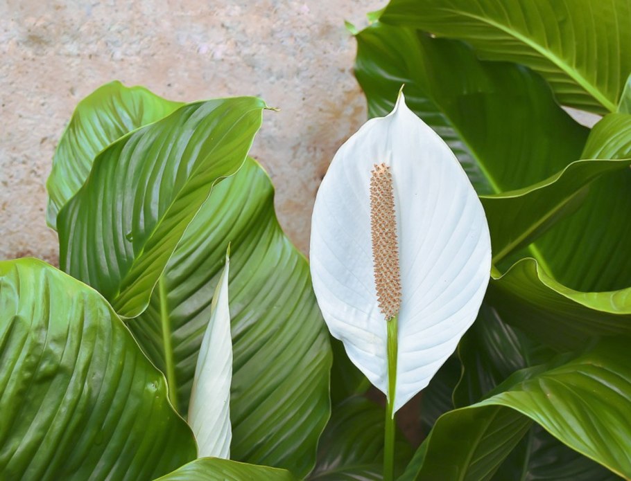 Спатифиллум цветок женского счастья