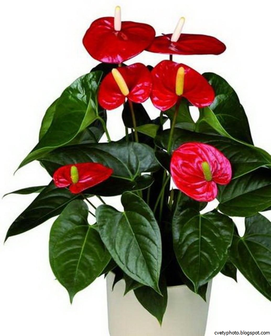 Спатифиллум геликониелистный (Spathiphyllum heliconiifolium)