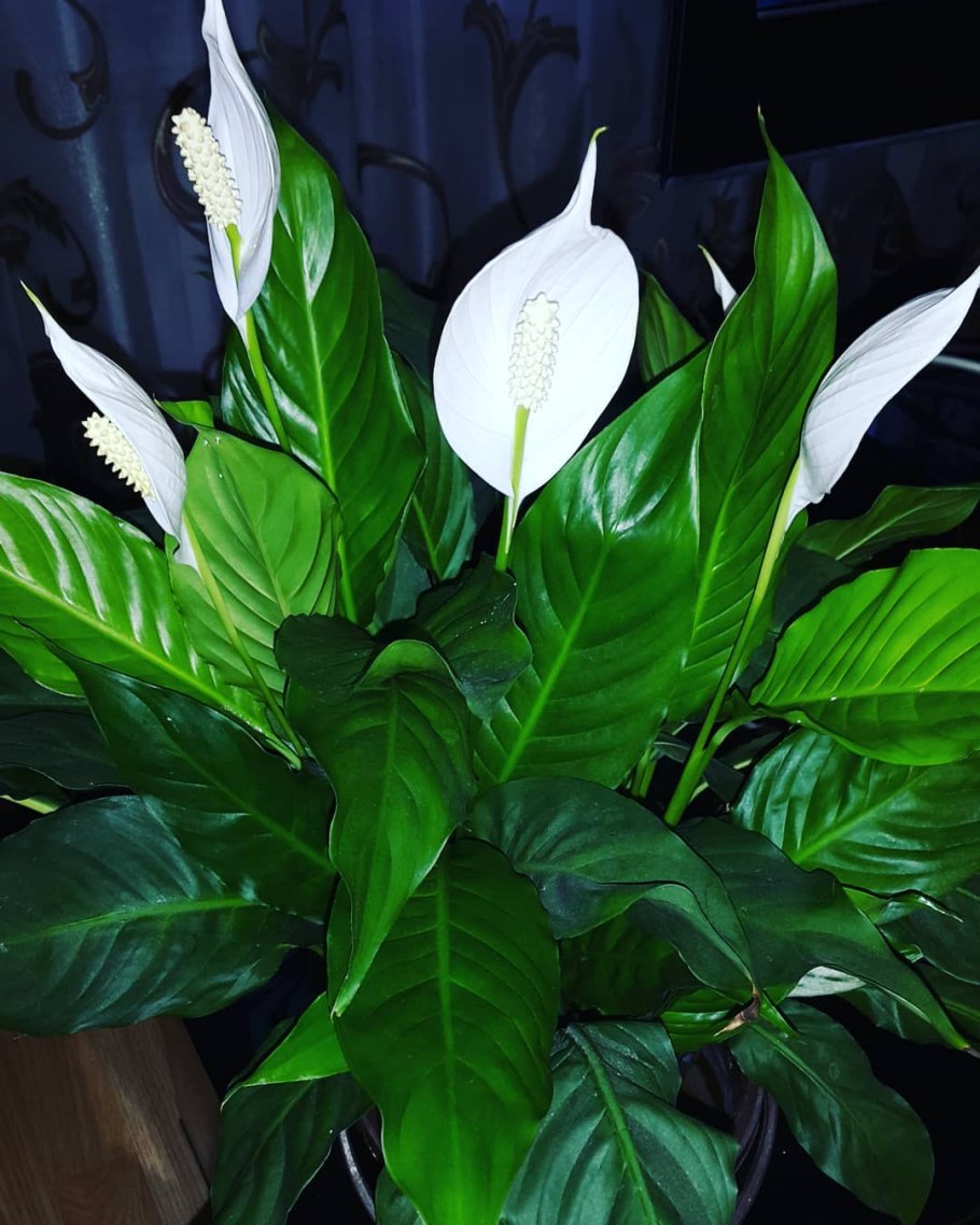 Спатифиллум Уоллиса (Spathiphyllum wallisii)