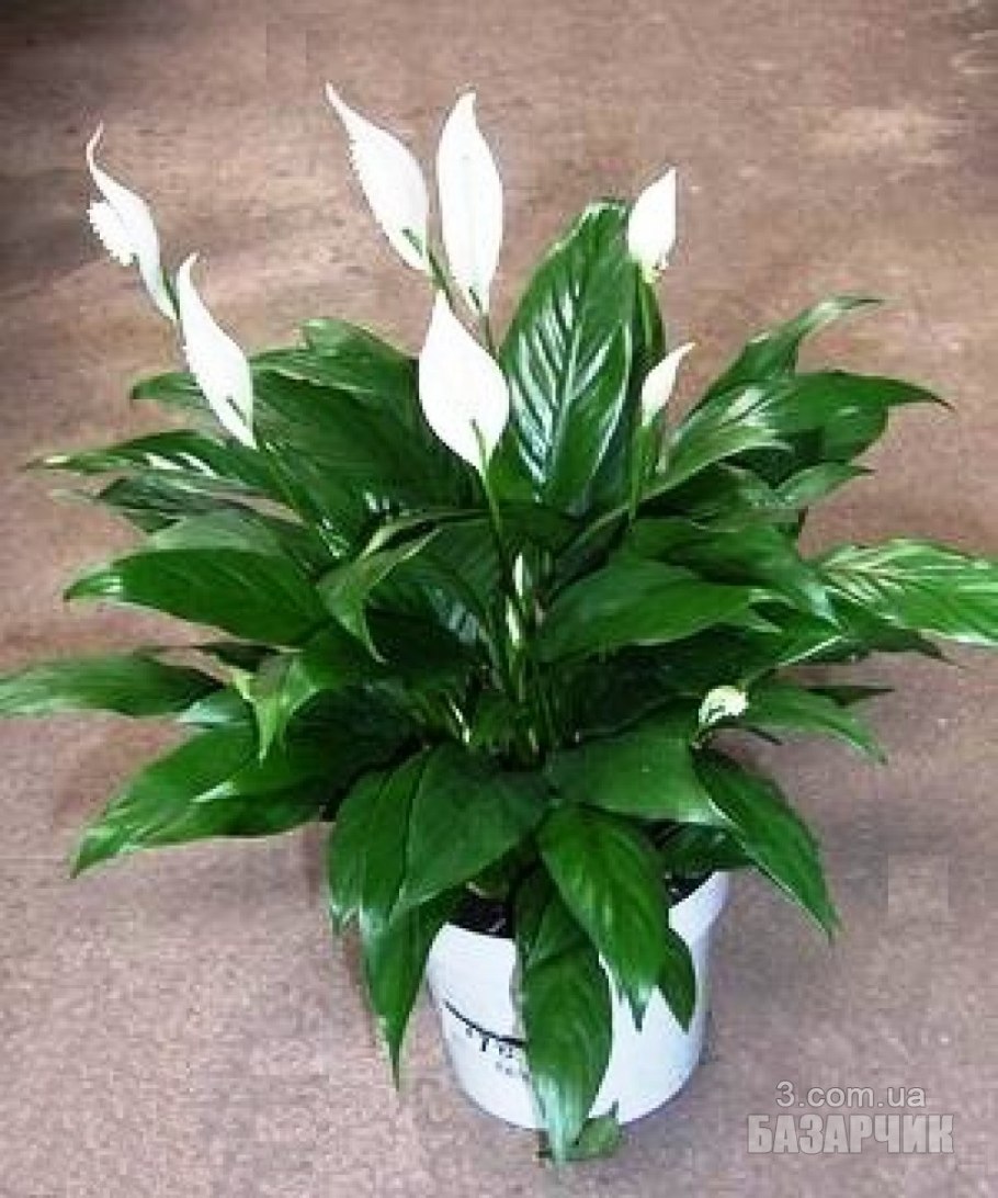 Спатифиллум Верди