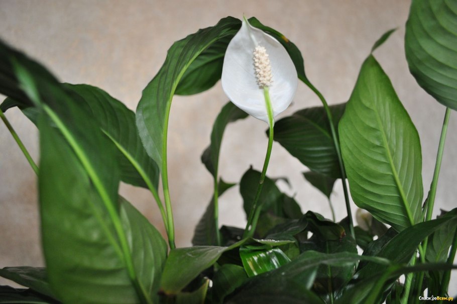 Спатифиллум Уоллиса (Spathiphyllum wallisii)