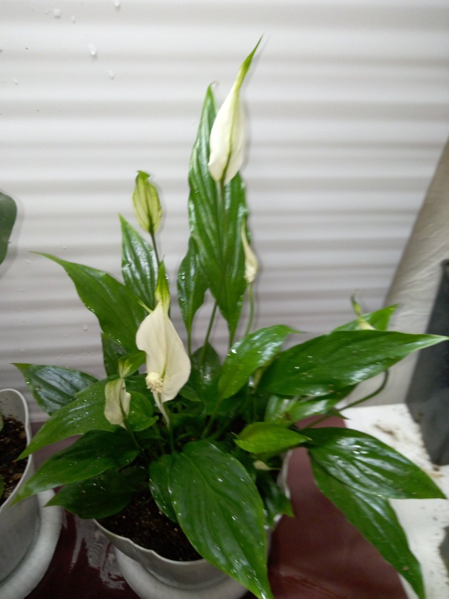 Спатифиллум обильноцветущий