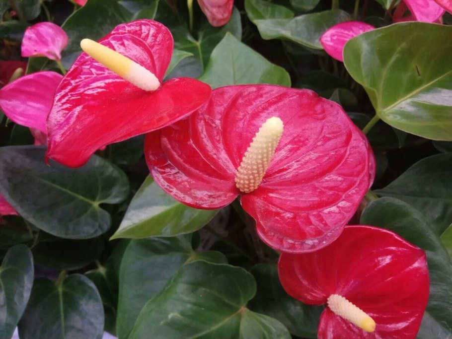 Спатифиллум обильноцветущий