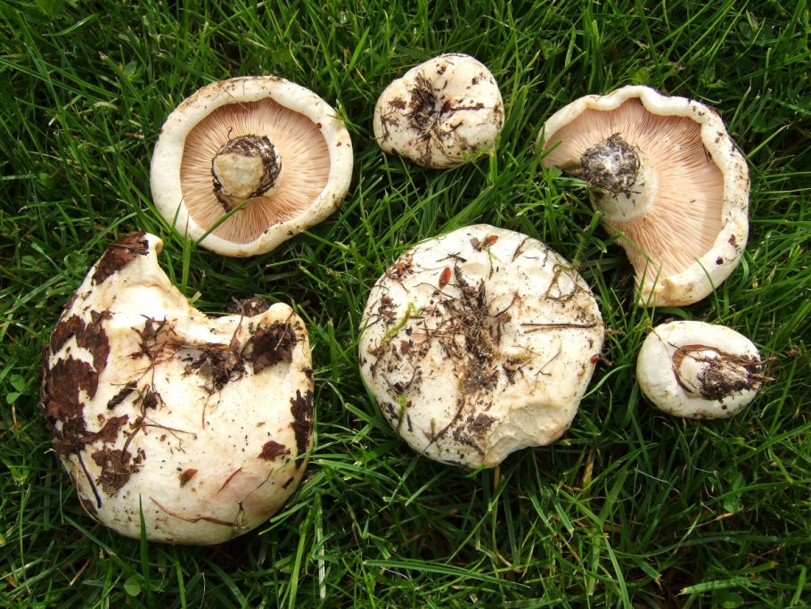 Груздь водянистозоновый (Lactarius aquizonatus)