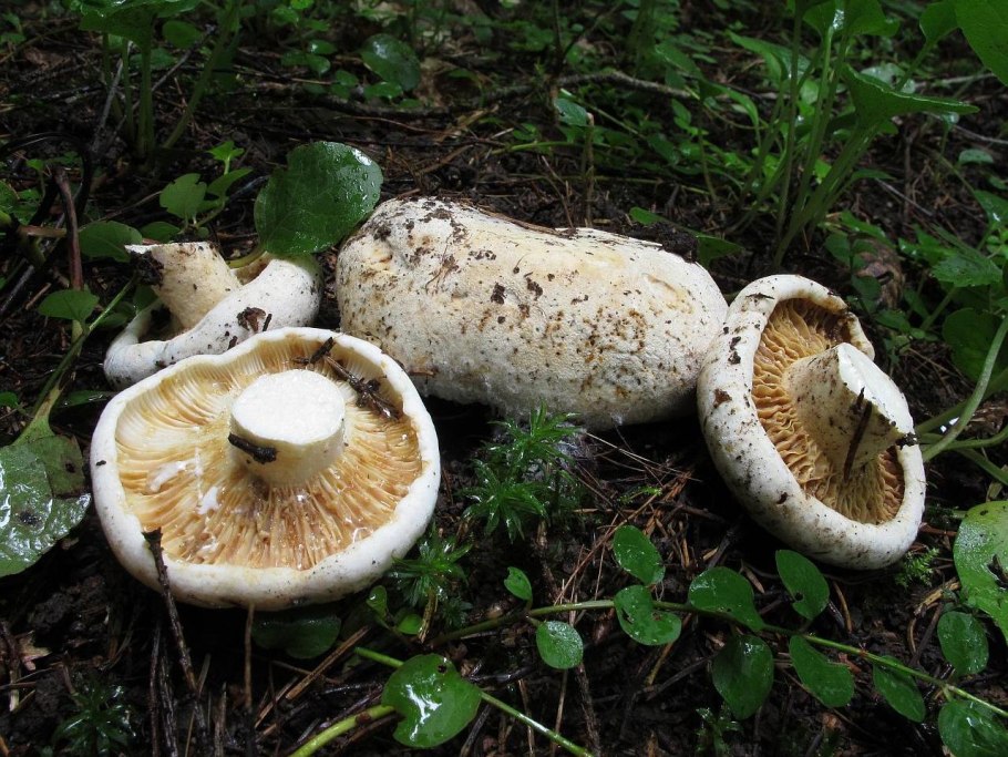 Скрипица Lactarius vellereus.