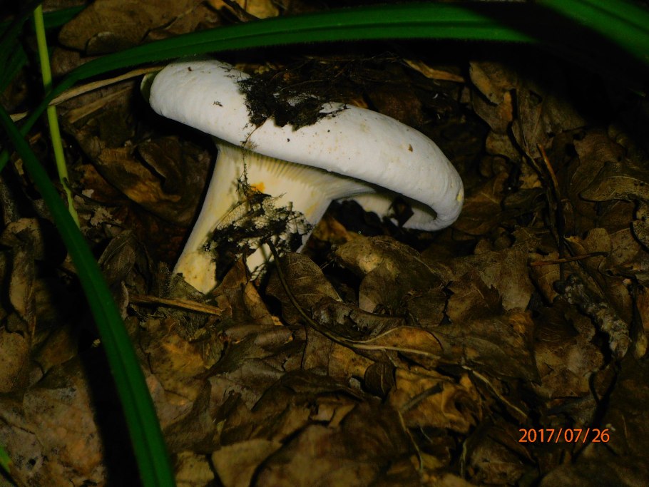 Lactarius vellereus