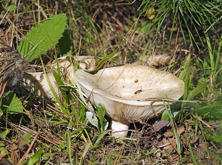 Lactarius piperatus гриб