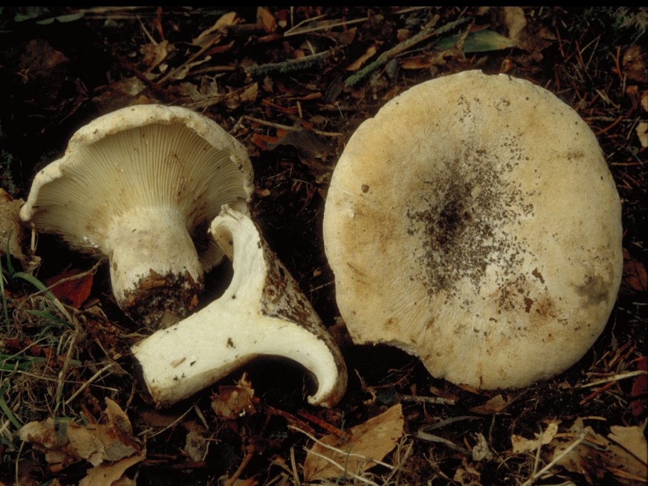 Скрипица Lactarius vellereus.