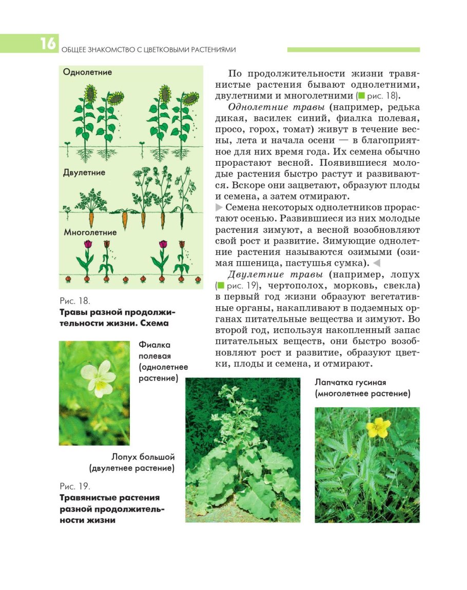 Цветковые растения по продолжительности жизни