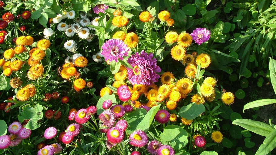 Летние однолетники