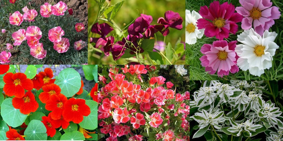 Мавританский Луговой газон