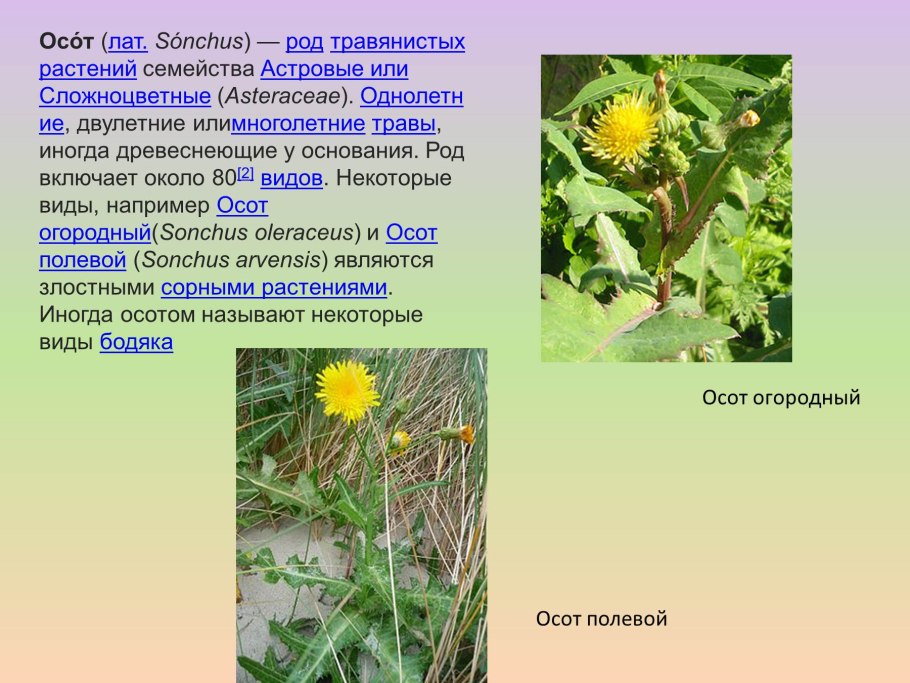 Травянистые растения Красноярского края