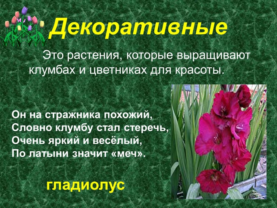 Однолетники двулетники многолетники