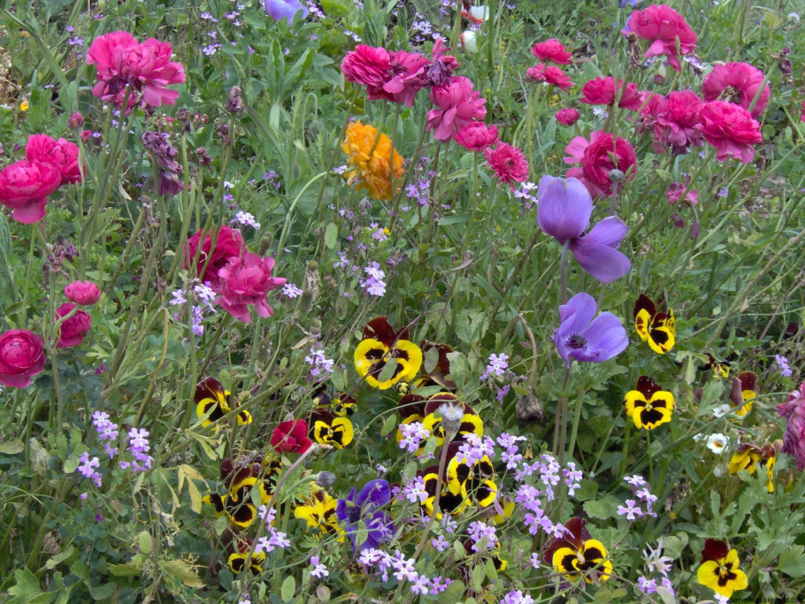 Ромашка однолетняя Садовая