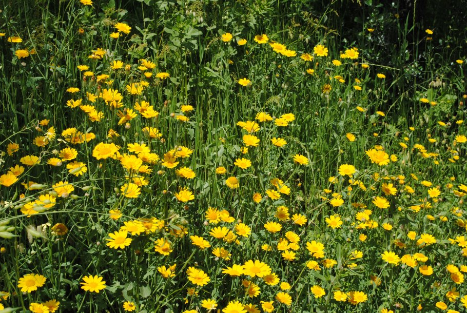 Хризантема Тоскана