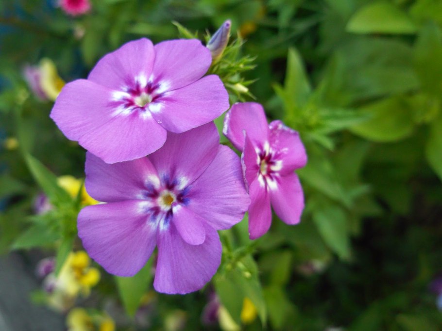 Флокс игольчатый однолетки