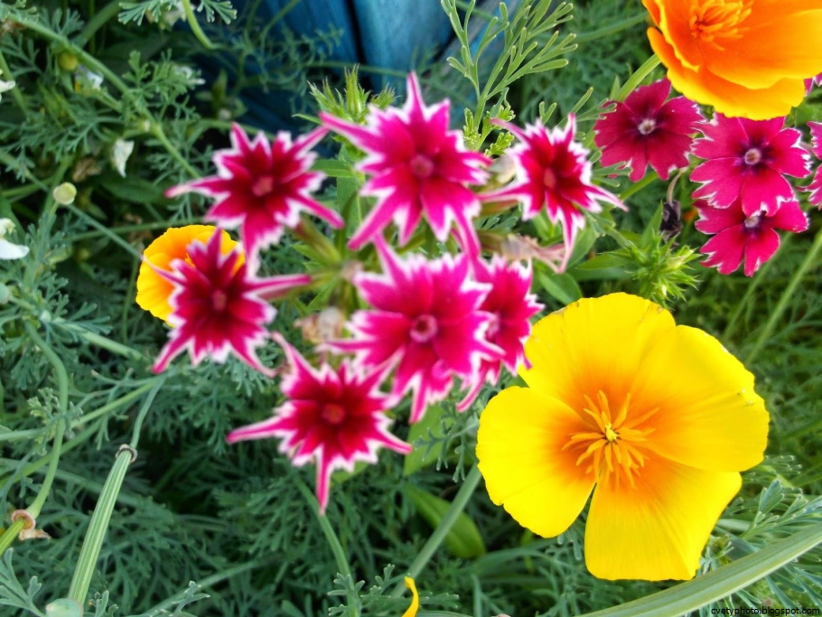 Семена овощей и цветов