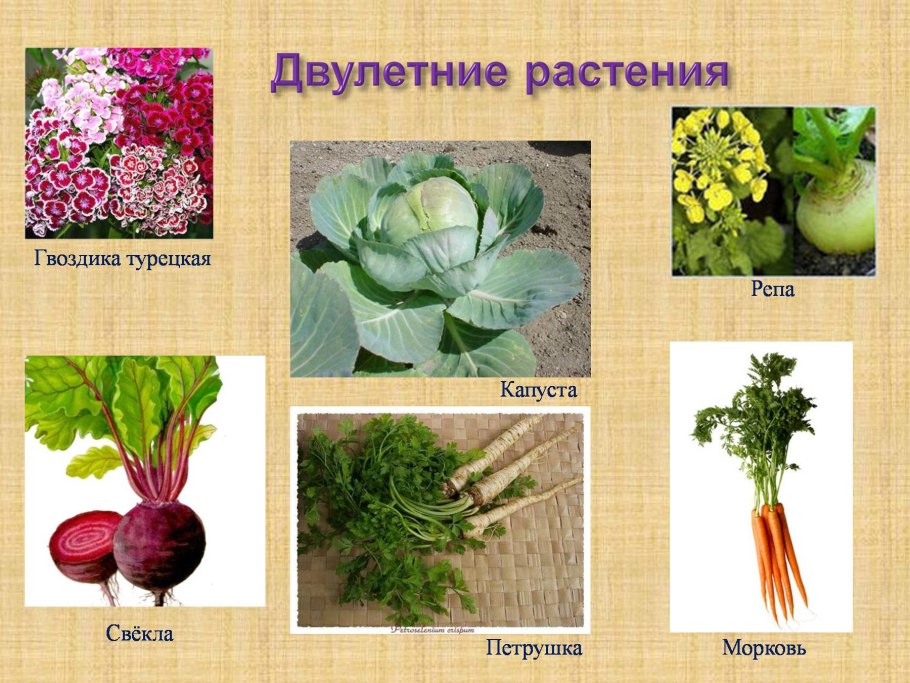 Однолетние двулетние