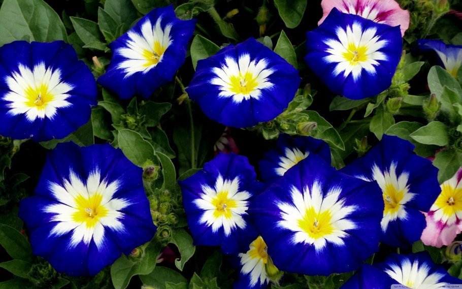 Вьюнок трехцветный Канкан