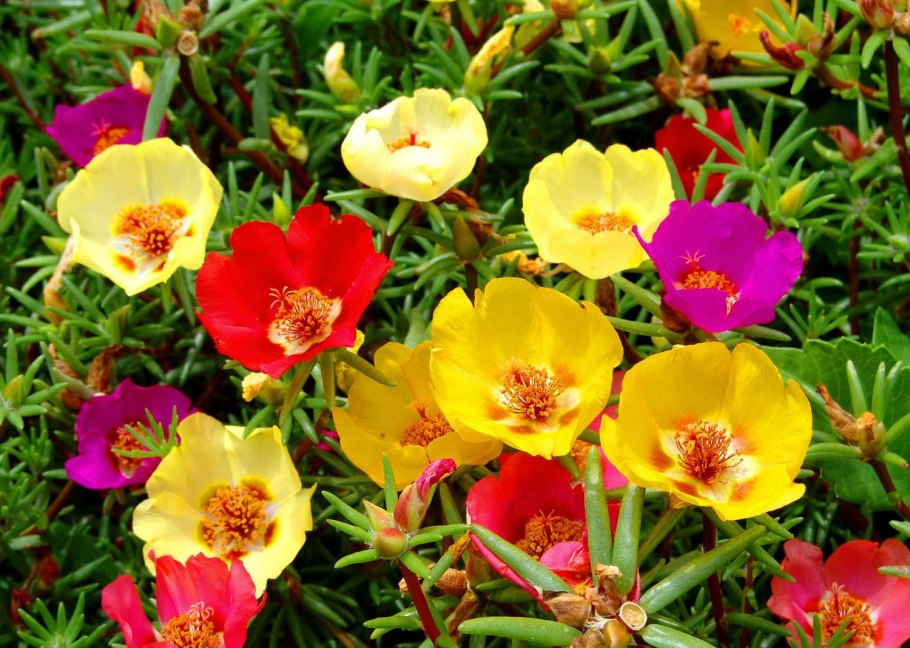 Однолетники для дачи цветущие неприхотливые