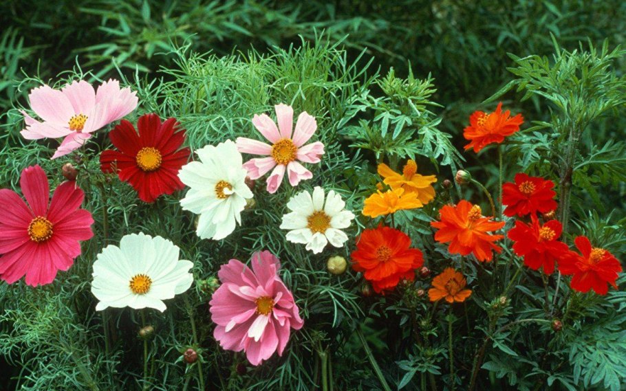 Однолетники космея