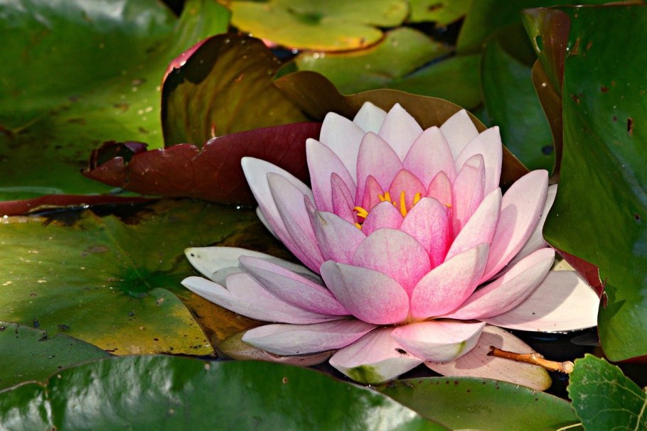 Королевская кувшинка Виктория