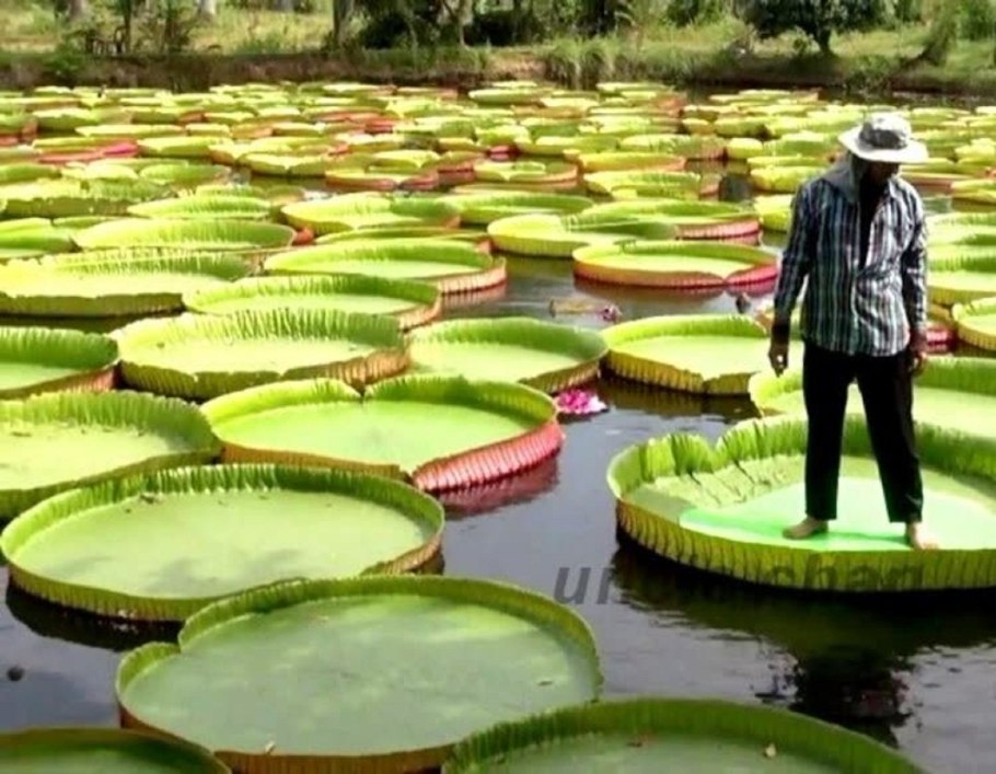 Лотос гигантский Виктория Амазонская