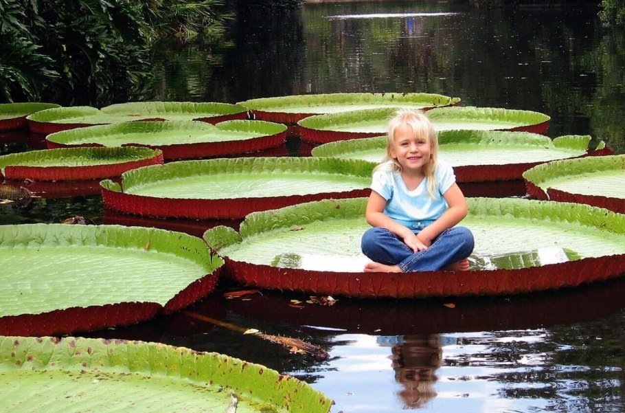 Виктория амазонская