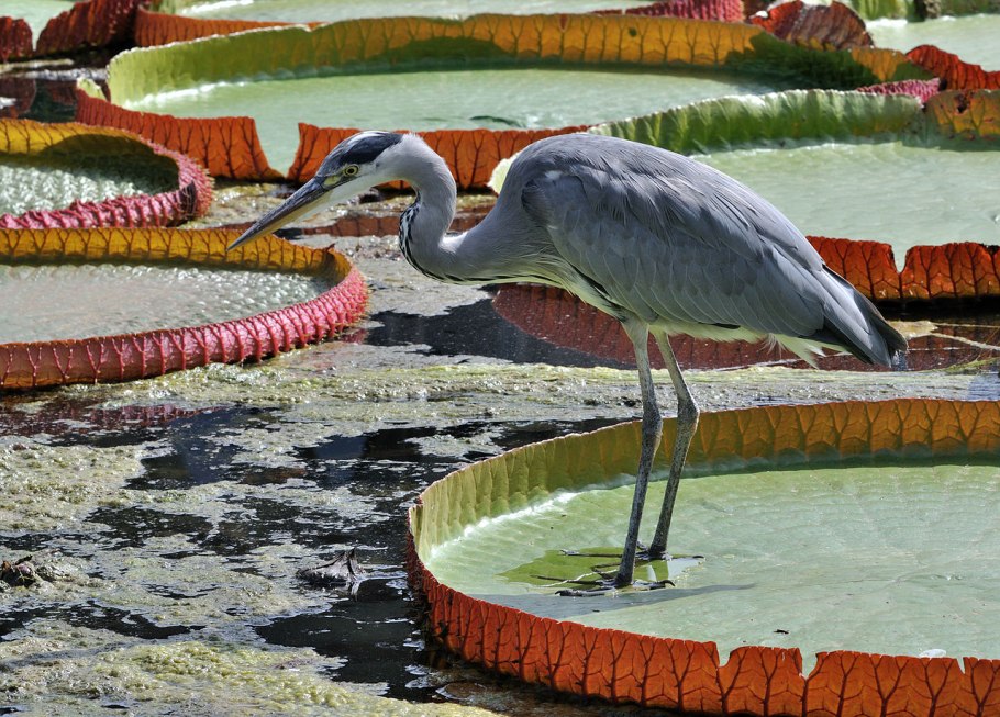 Плод Виктории амазонской