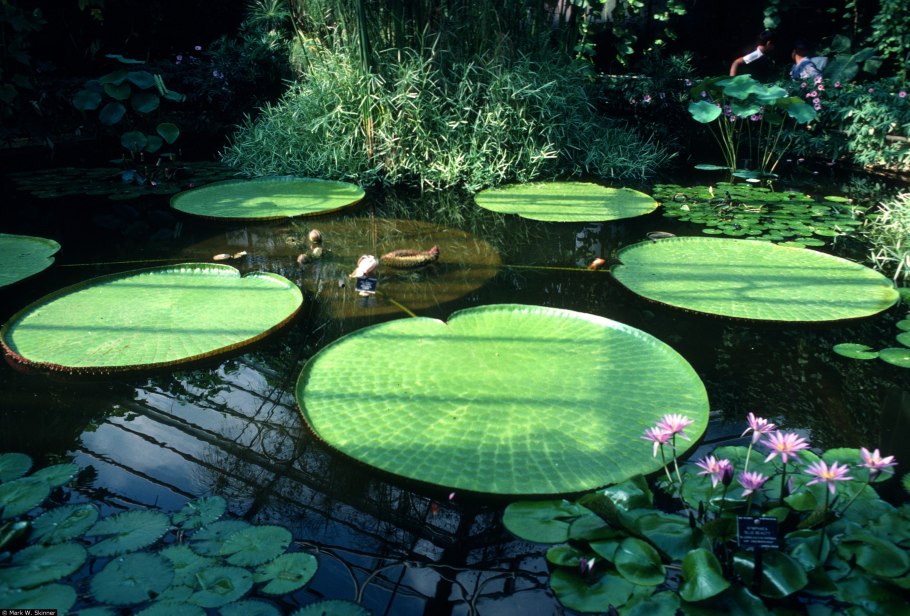 Виктория Амазонская (Victoria Amazonica)