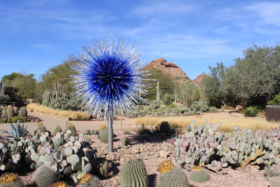 Ксерофиты Африки