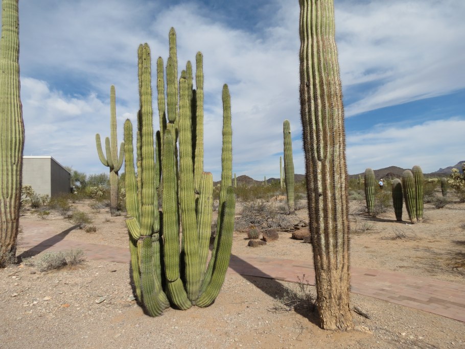 Кактус в полупустыне