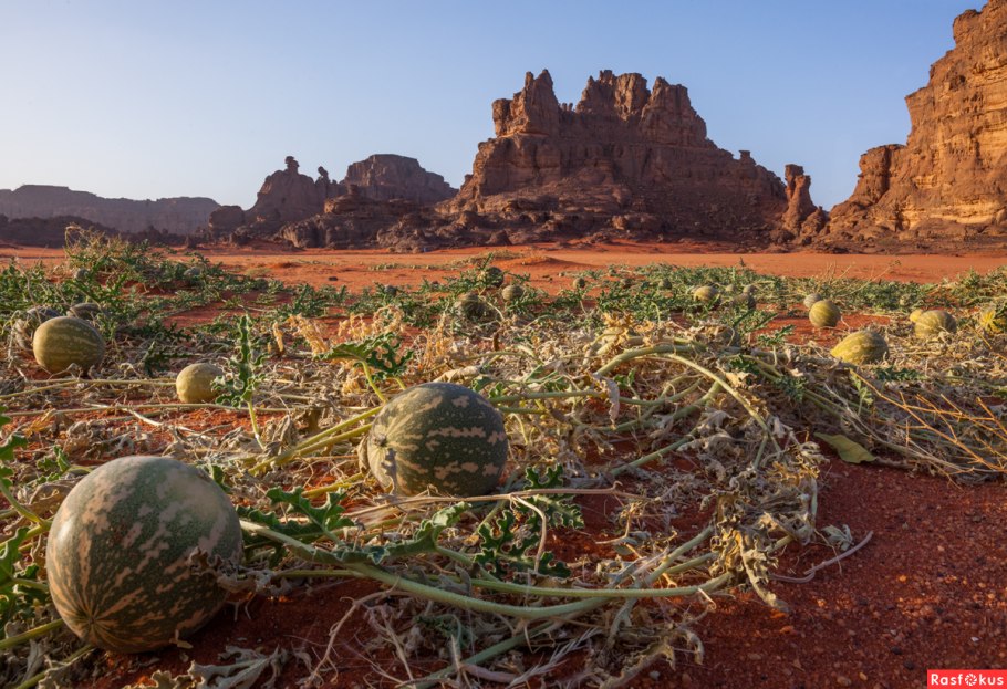 Дикие арбузы Калахари