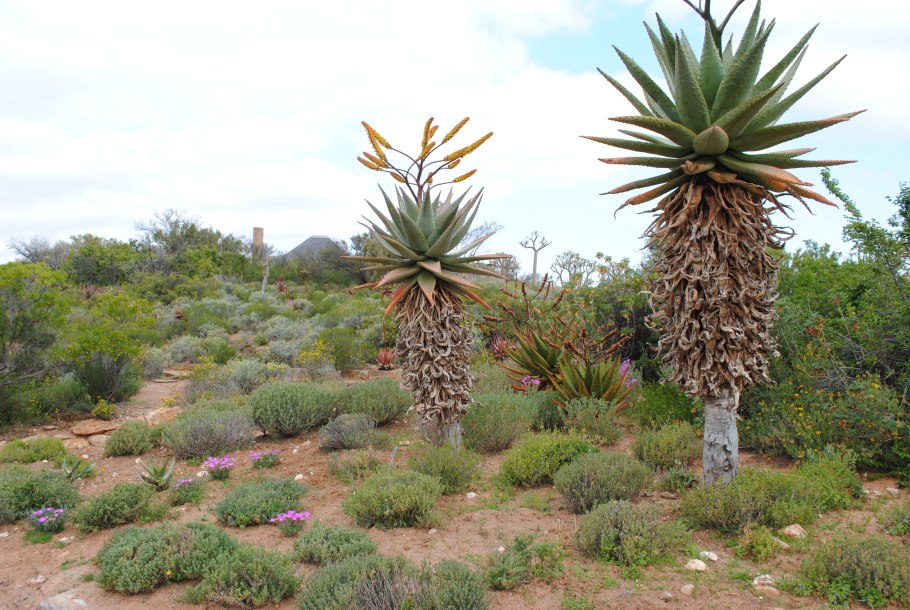 Флора Африки растения