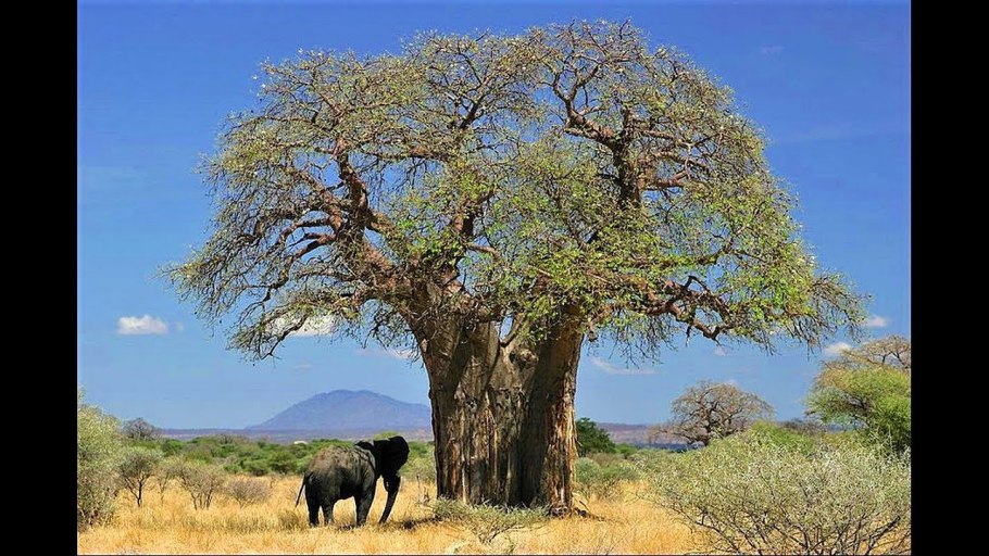 Символ Африки дерево