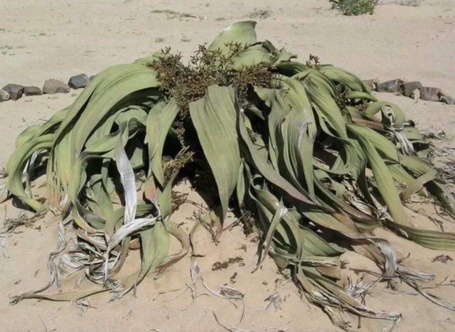 Гнетовые вельвичия