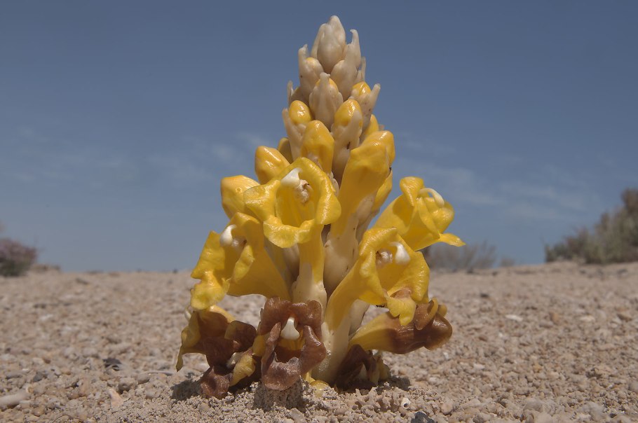 Цистанхе растение