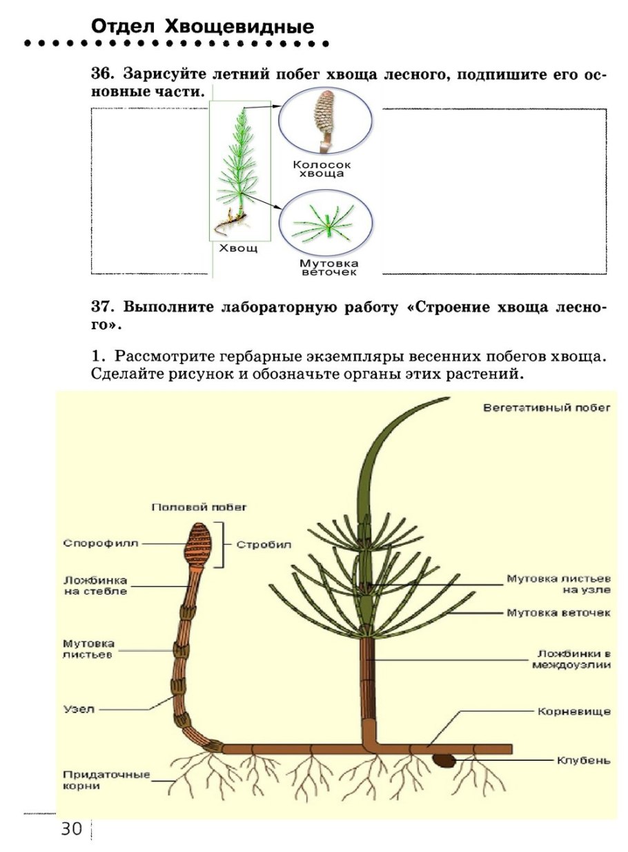 Строение стробила хвоща. Летний побег хвоща. Летний побег хвоща полевого. Органы хвощевидных.