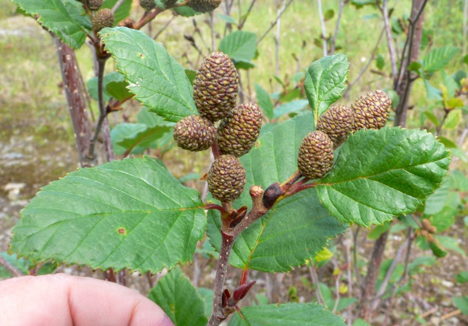 Липа мелколистная, сердцевидная (Tilia cordata)