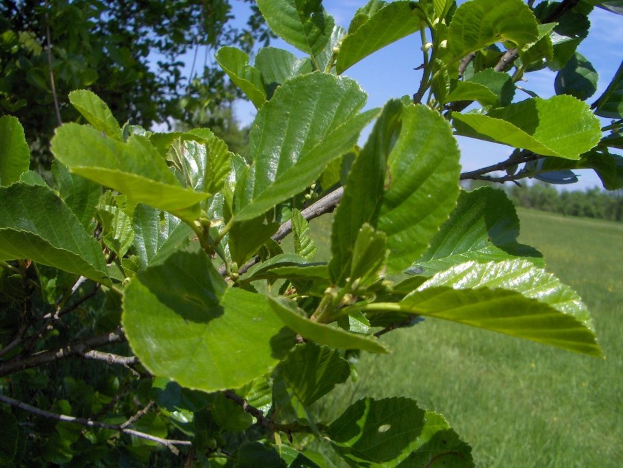 Alnus glutinosa