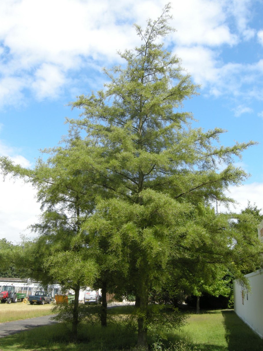 Вяз приземистый Ulmus pumila