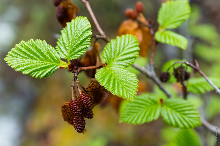 Ольха серая Alnus incana