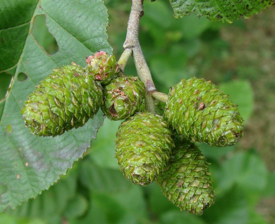 Ольха черная (Alnus glutinosa (l.) Gaertn)