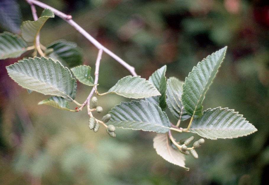 Alnus incana 'pendula'