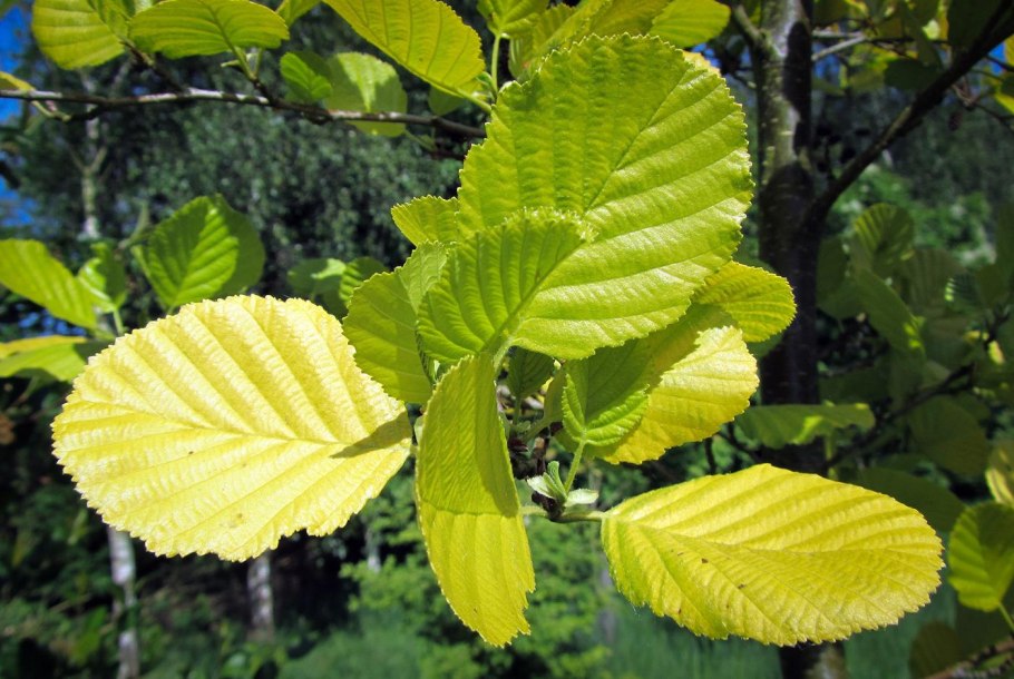 Alnus glutinosa (ольха европейская)